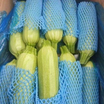河北一级西葫芦，河北承德一级西葫芦，河北A级精品西葫芦