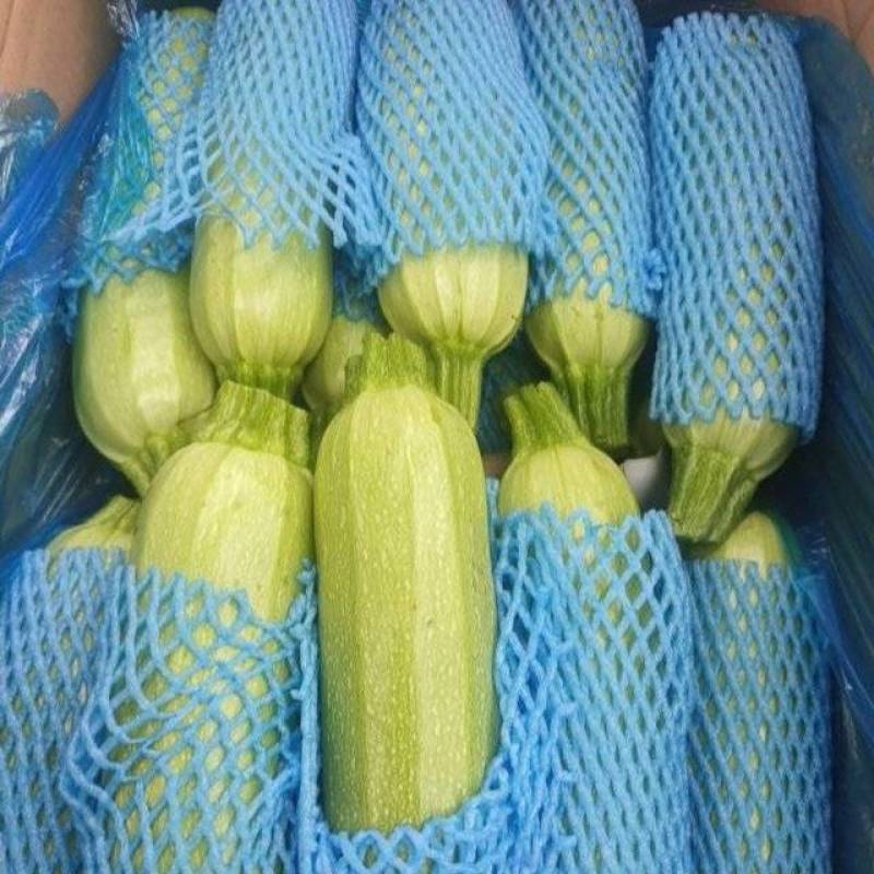 河北一级西葫芦，河北承德一级西葫芦，河北A级精品西葫芦