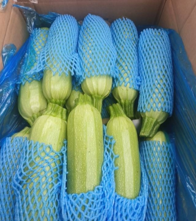 河北一级西葫芦，河北承德一级西葫芦，河北A级精品西葫芦