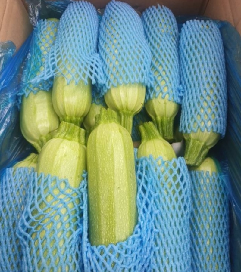 河北一级西葫芦，河北承德一级西葫芦，河北A级精品西葫芦