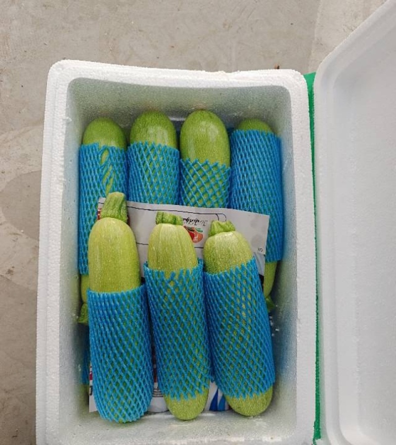 河北一级西葫芦，河北承德一级西葫芦，河北A级精品西葫芦