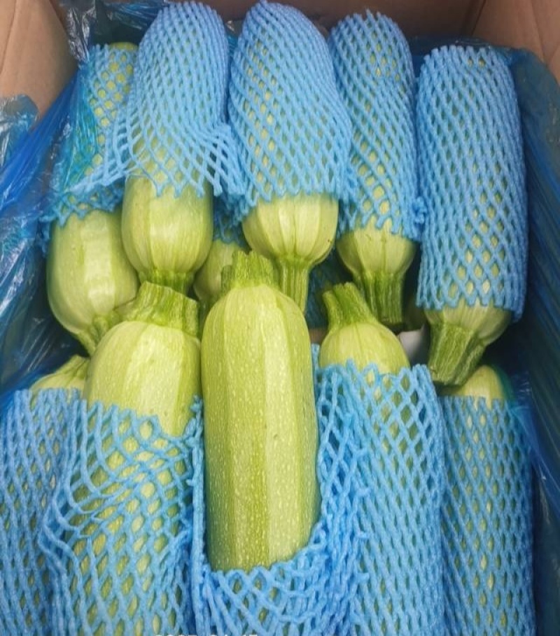 河北一级西葫芦，河北承德一级西葫芦，河北A级精品西葫芦