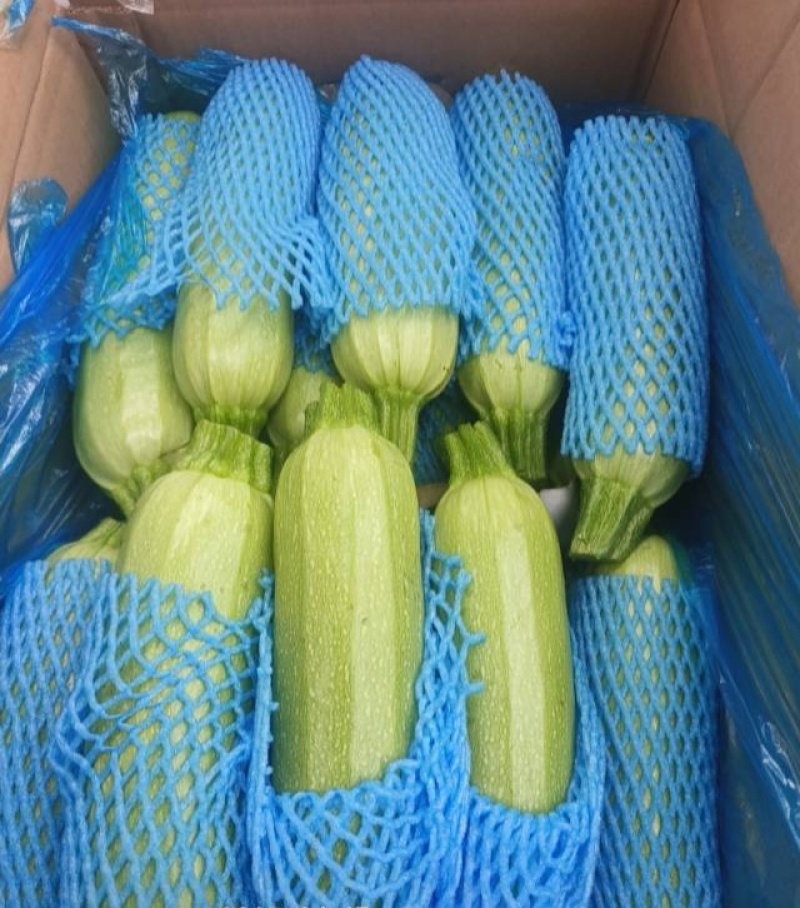 河北一级西葫芦，河北承德一级西葫芦，河北A级精品西葫芦