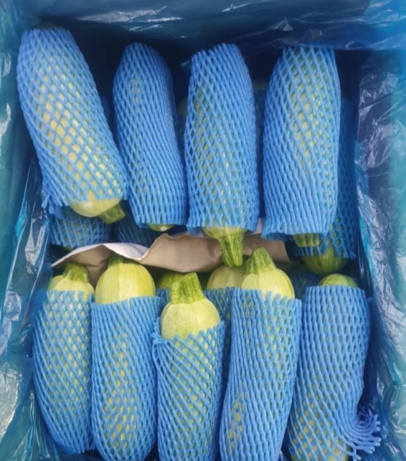 河北一级西葫芦，河北承德一级西葫芦，河北A级精品西葫芦