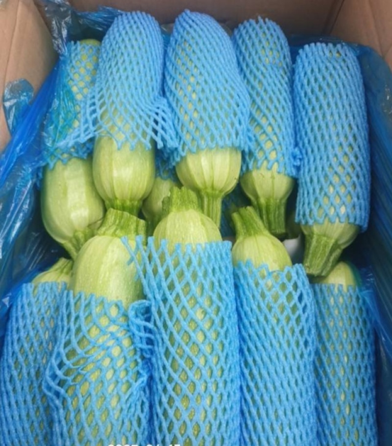 河北一级西葫芦，河北承德一级西葫芦，河北A级精品西葫芦