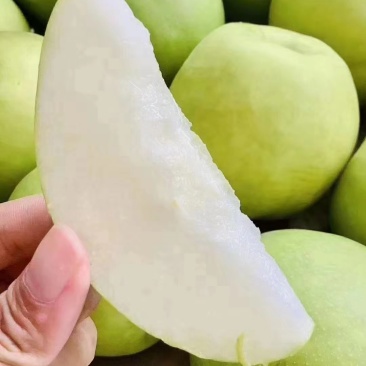 皇冠梨产地供应。口感脆甜无渣，皮薄多汁。货源充足产地代发