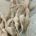 野生牛大力