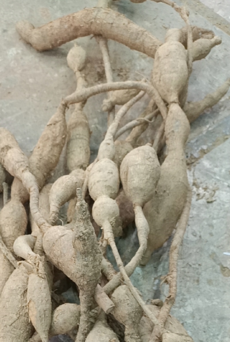 野生牛大力