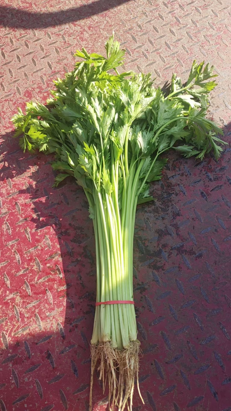 阳谷香芹精品山芹货量充足常年供应提供水洗包装代发