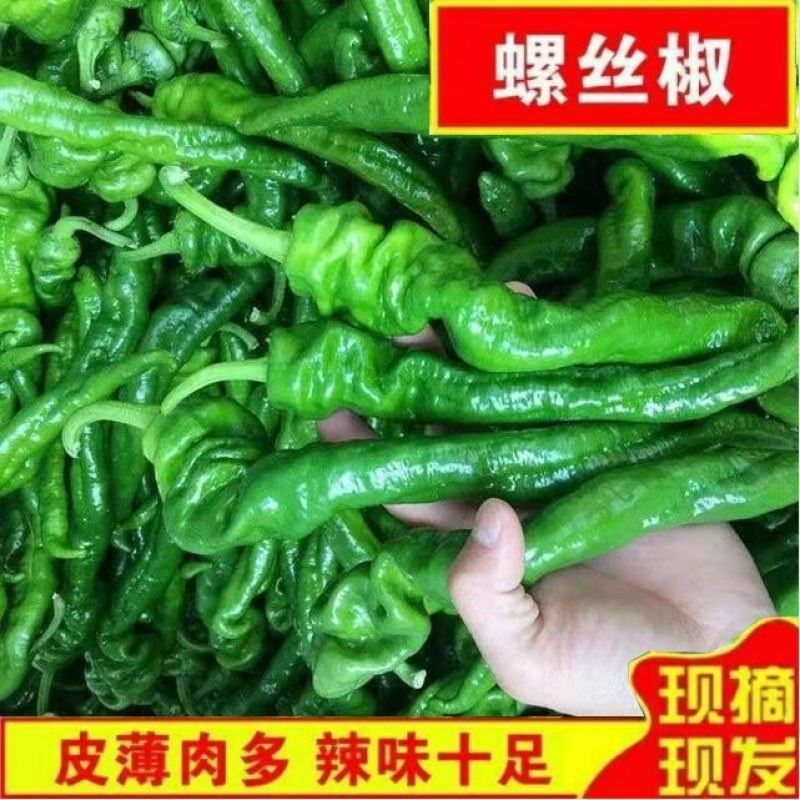 陕北优质螺丝椒，个头大颜色好鲜度高，量大从优欢迎来电。