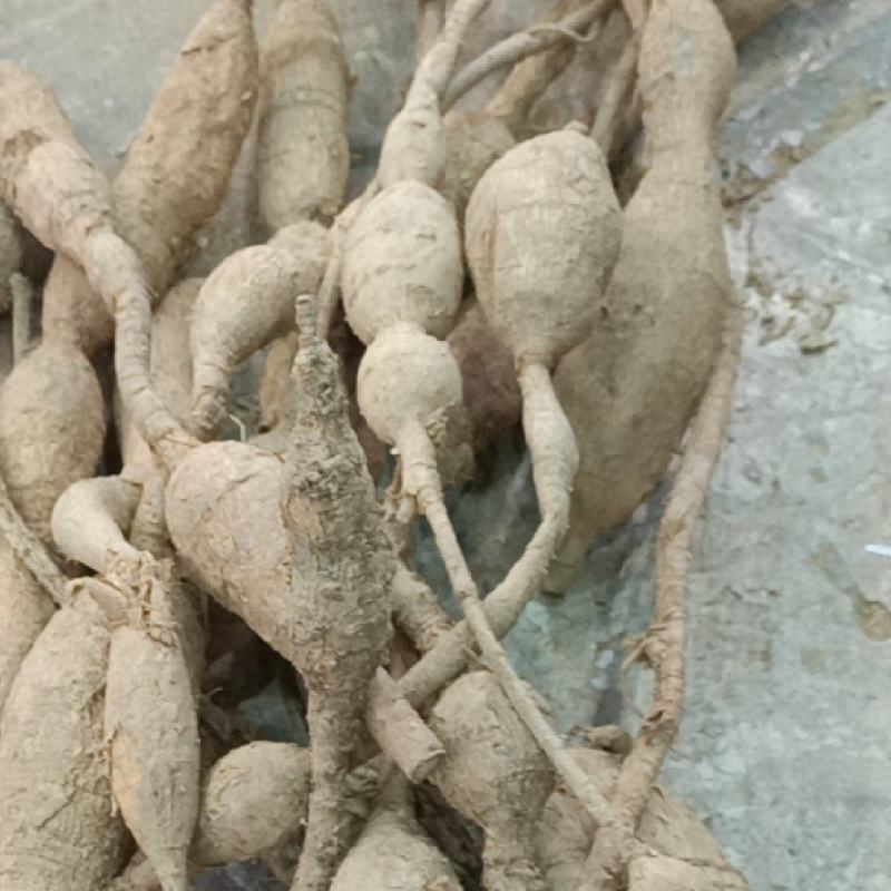 野生牛大力
