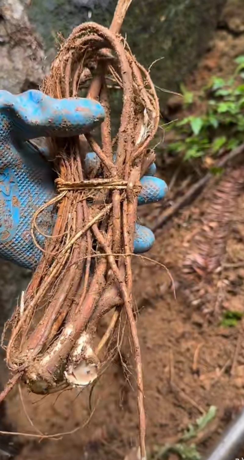 野生五指毛桃