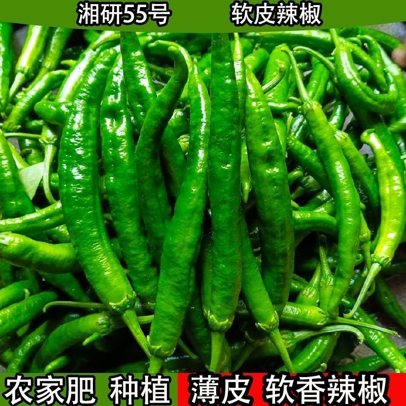 陕北精品牛角辣椒，个头大颜色好鲜度高，价格优，欢迎来电。