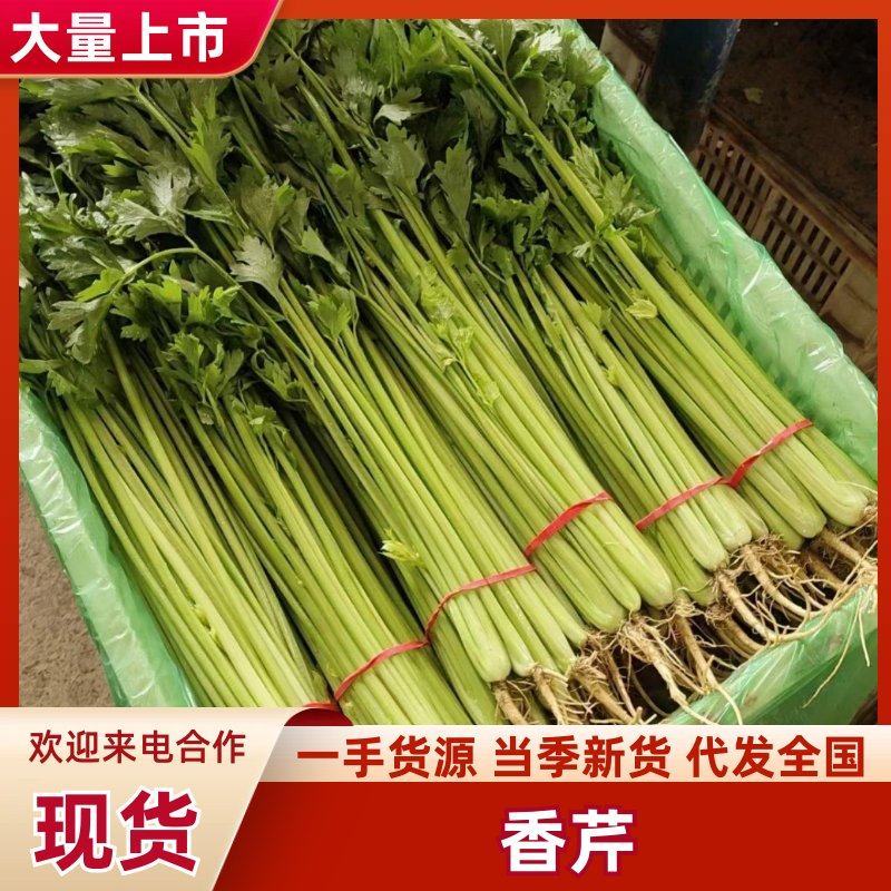 精品山芹阳谷小香芹芹菜货源稳定常年供应代收代发全国