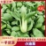 上海青小油菜阳谷小油菜货源稳定一手货源产地直发