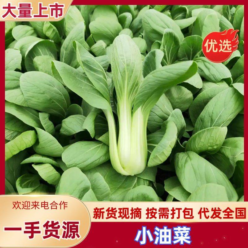 上海青小油菜阳谷小油菜货源稳定一手货源产地直发