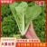 精品快菜阳谷大棚蔬菜小白菜奶白菜货源稳定代收代发