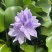 水芙蓉