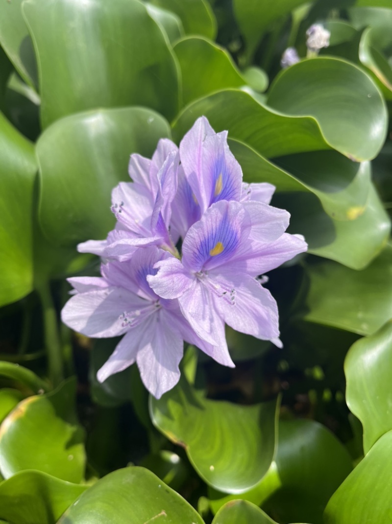 水芙蓉
