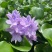 水芙蓉