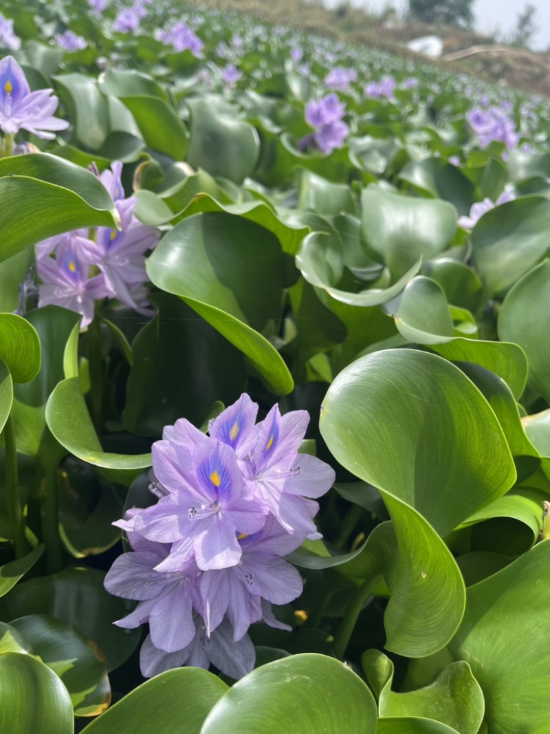 水芙蓉