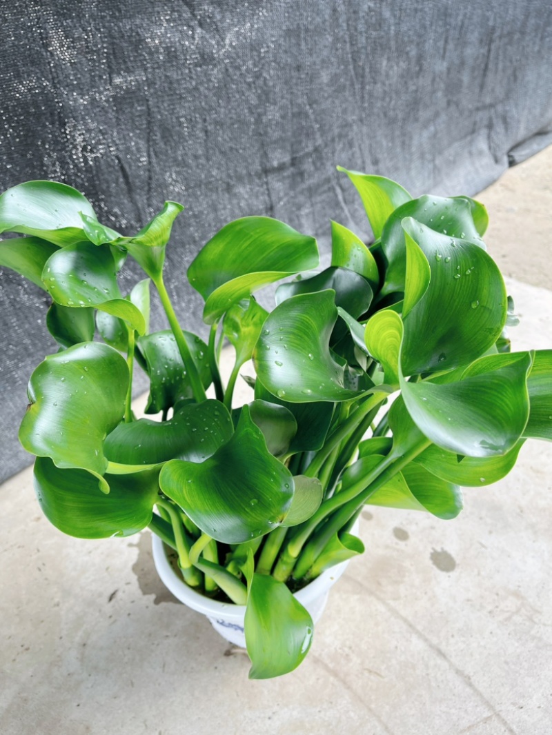 水芙蓉