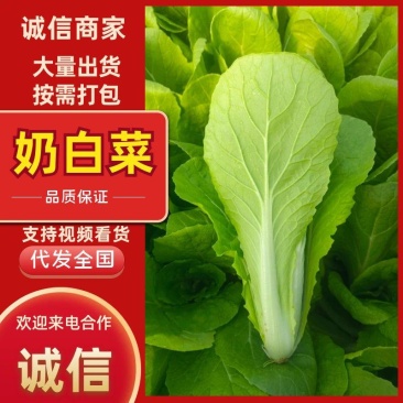 奶白菜小白菜快菜货源稳定一手货源常年供货