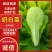 奶白菜小白菜快菜货源稳定一手货源常年供货