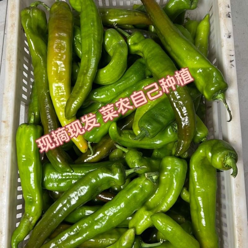 陕北精品牛角辣椒，个头大颜色好鲜度高，价格优，欢迎来电。