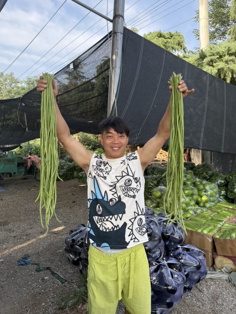 精品豆角，产地直发！商超直供！欢迎新老客户前来认购！