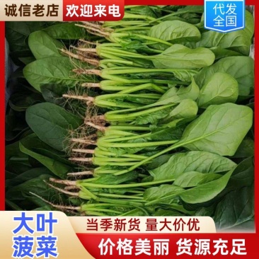 大叶菠菜阳谷大棚蔬菜叶菜货源稳定常年供应产地