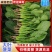 大叶菠菜阳谷大棚蔬菜叶菜货源稳定常年供应产地