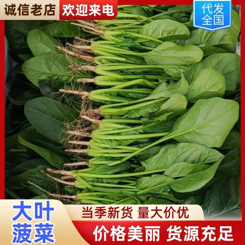 大叶菠菜阳谷大棚蔬菜叶菜货源稳定常年供应产地