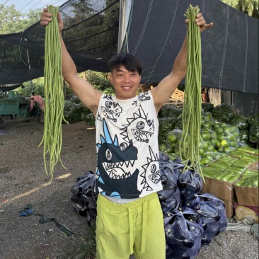 精品豆角，产地直发！商超直供！欢迎新老客户前来认购！