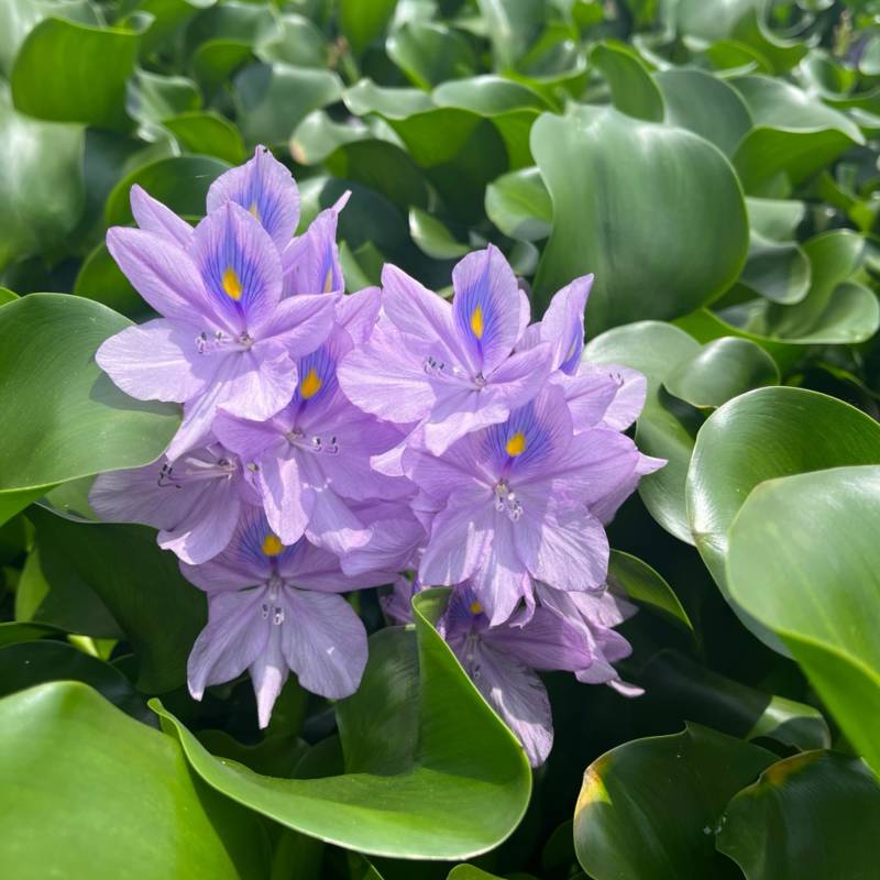 水芙蓉