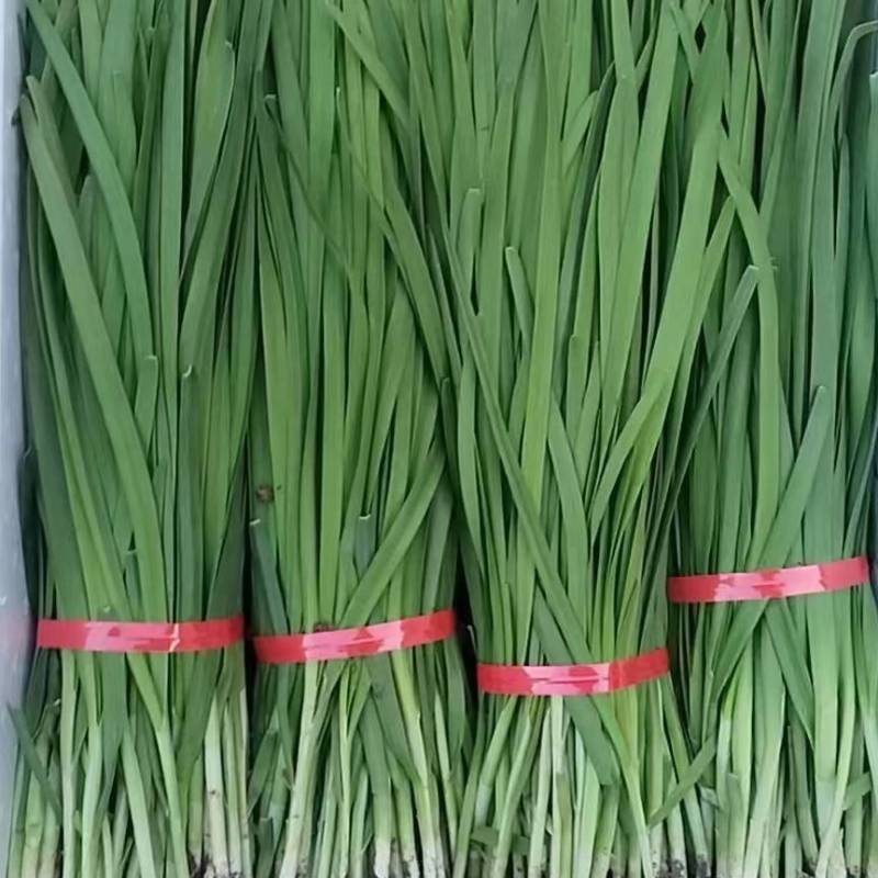 河北一级精品韭菜，河北秦皇岛一级韭菜，河北A级韭菜