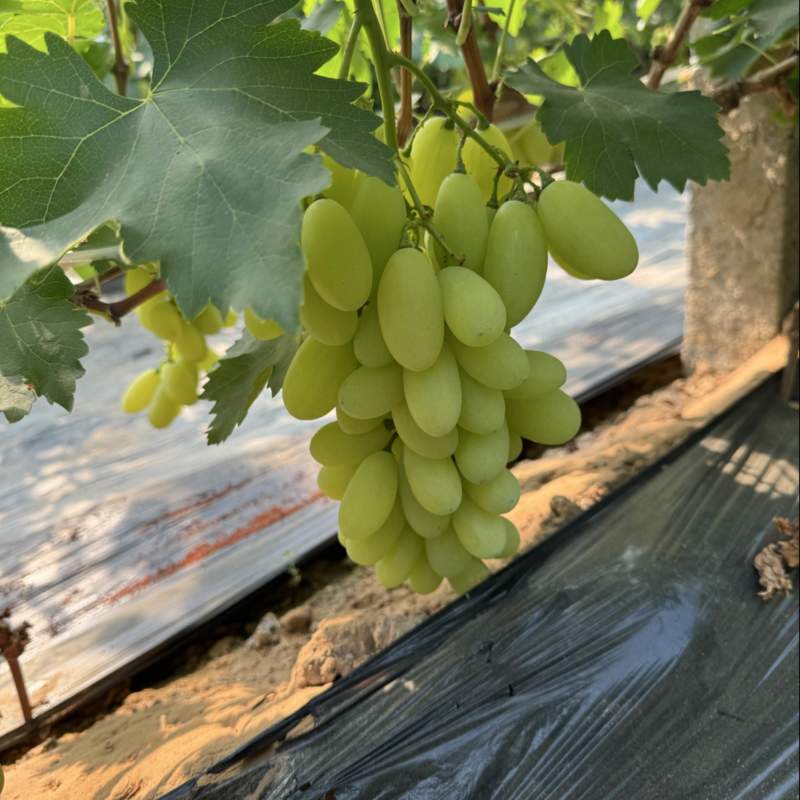 河北金蜜葡萄大棚已经上市！