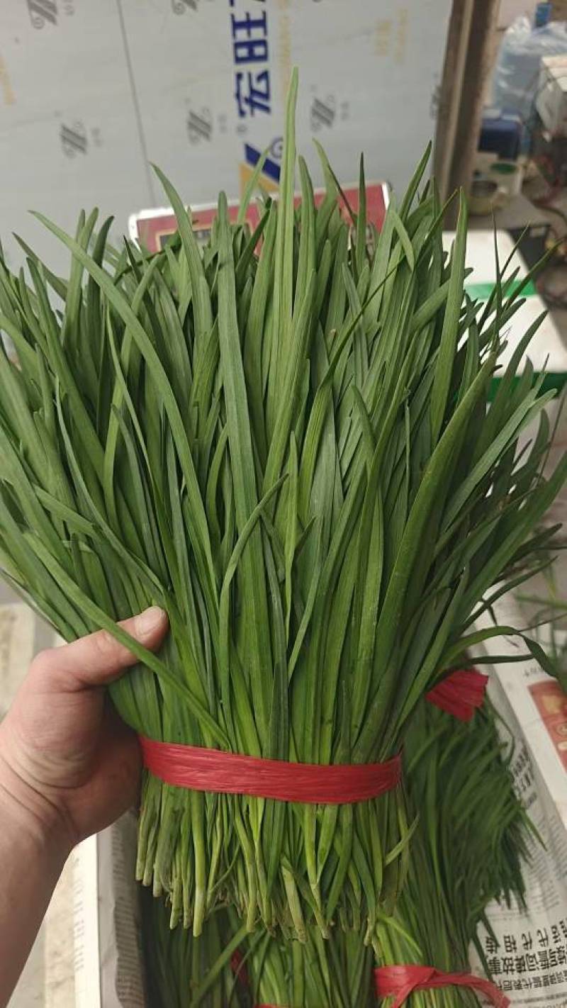 河北一级精品韭菜，河北秦皇岛一级韭菜，河北A级韭菜