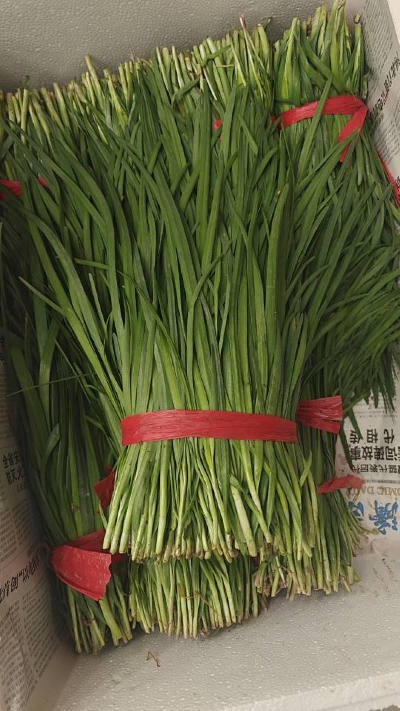 河北一级精品韭菜，河北秦皇岛一级韭菜，河北A级韭菜