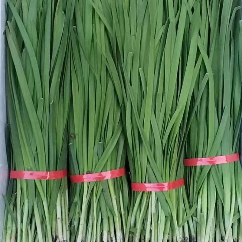 河北一级精品韭菜，河北秦皇岛一级韭菜，河北A级韭菜