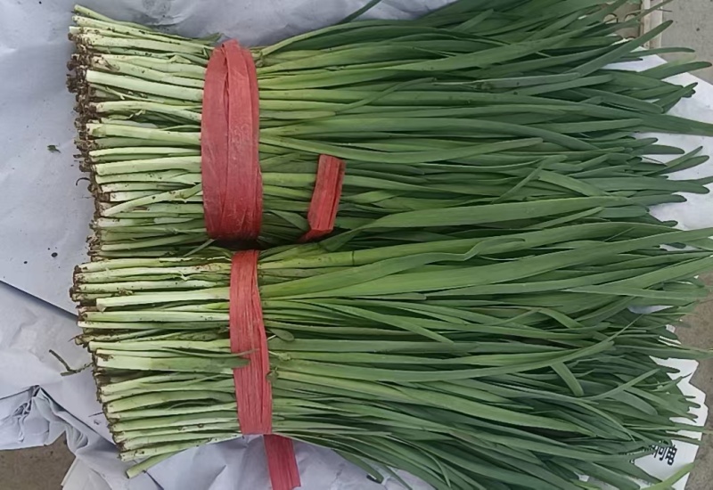 河北一级精品韭菜，河北秦皇岛一级韭菜，河北A级韭菜