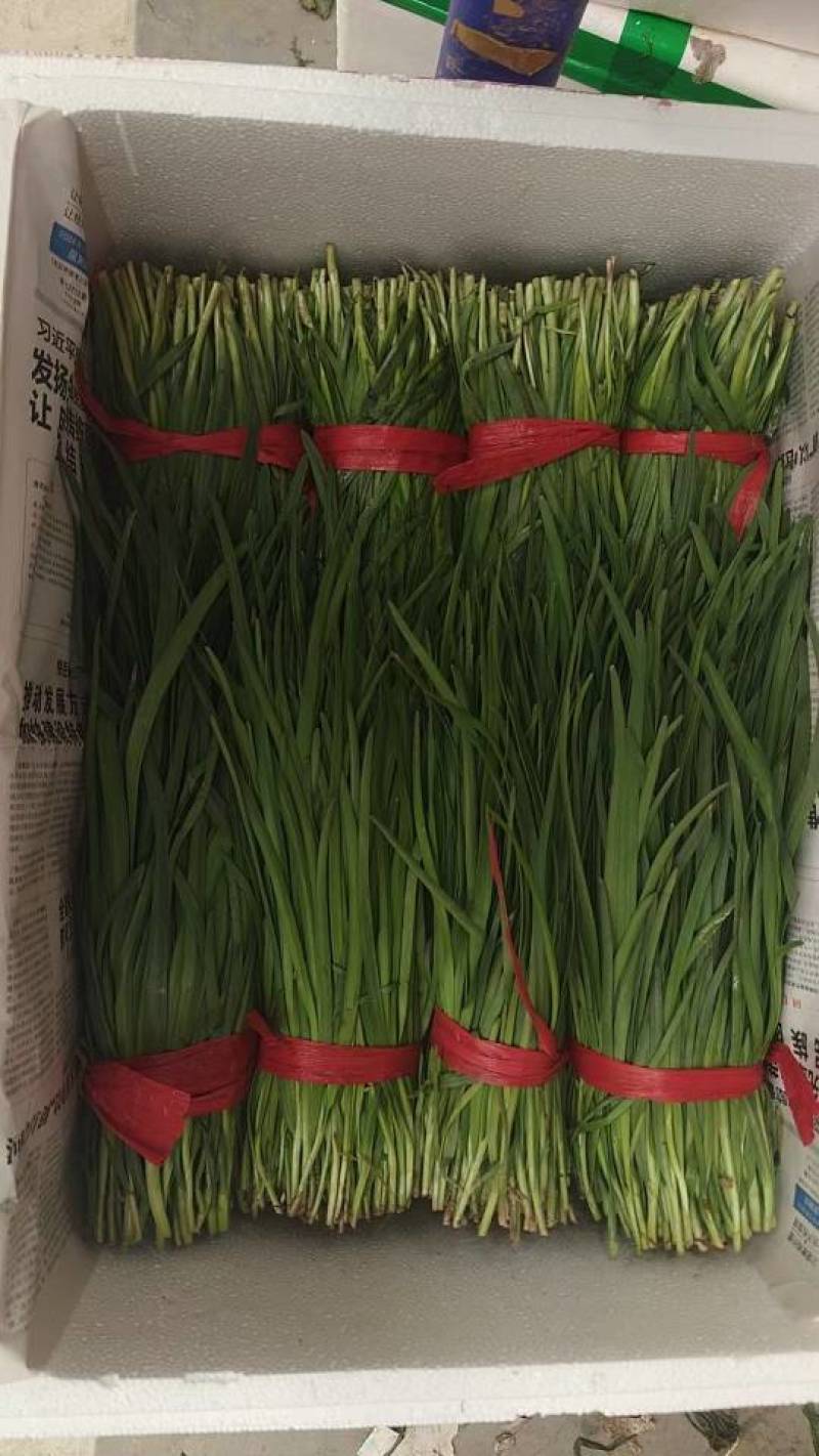 河北一级精品韭菜，河北秦皇岛一级韭菜，河北A级韭菜