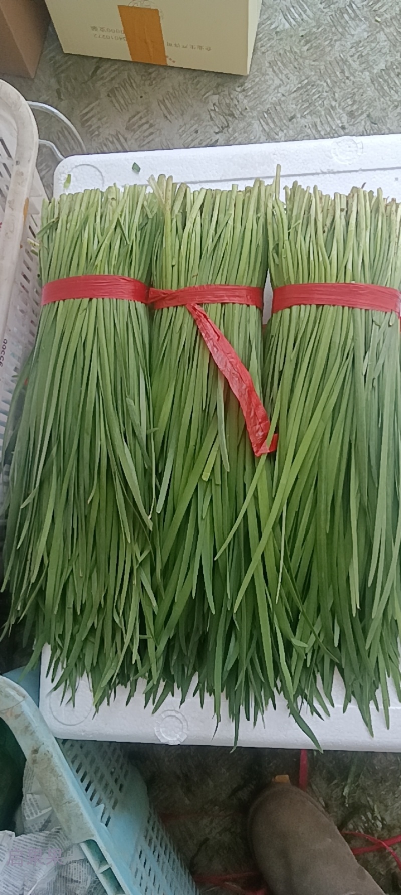 河北一级精品韭菜，河北秦皇岛一级韭菜，河北A级韭菜