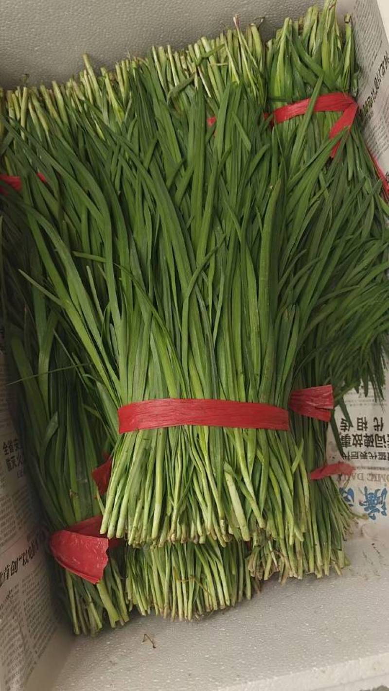 河北一级精品韭菜，河北秦皇岛一级韭菜，河北A级韭菜