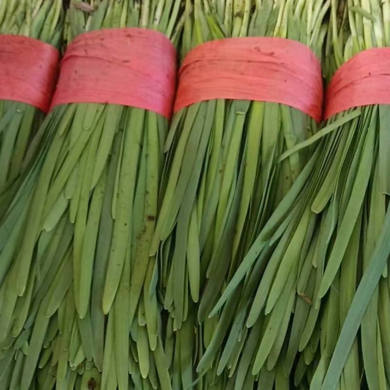 河北一级精品韭菜，河北秦皇岛一级韭菜，河北A级韭菜