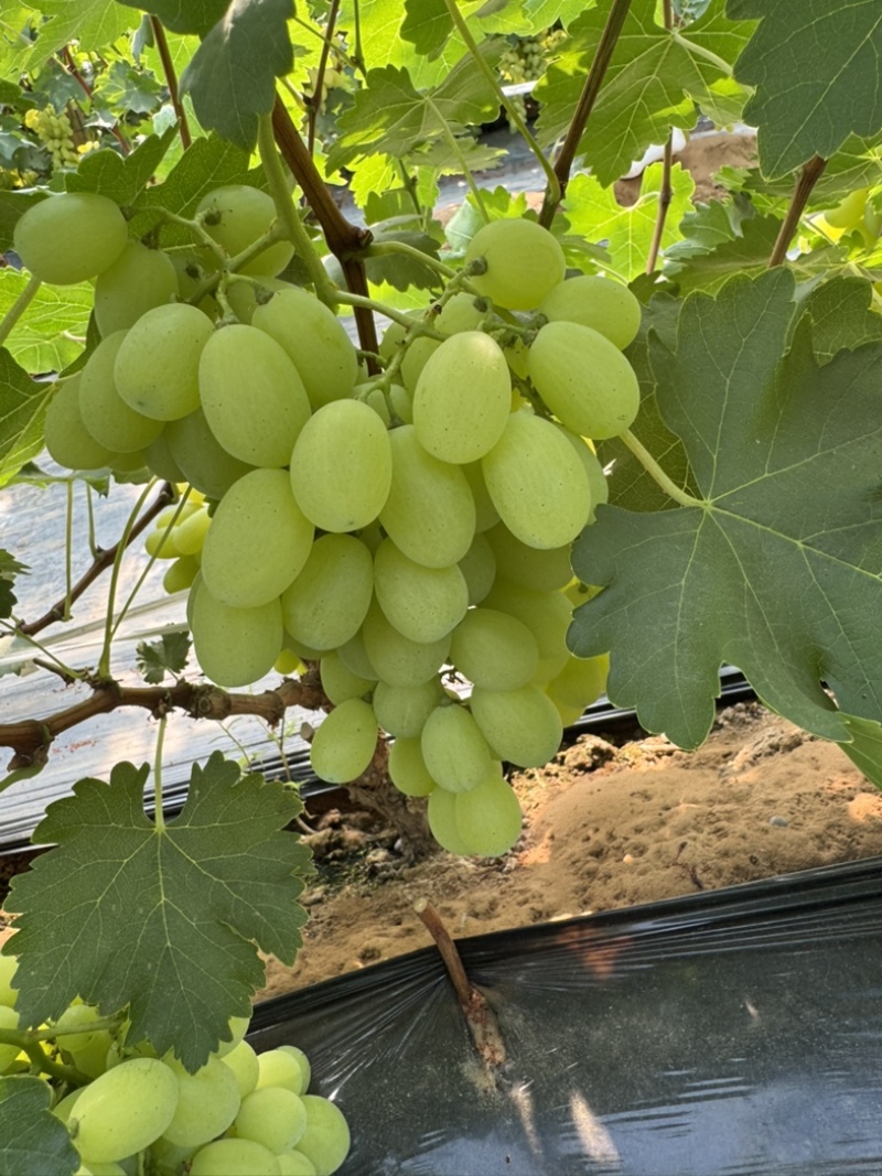 河北金蜜葡萄大棚已经上市！