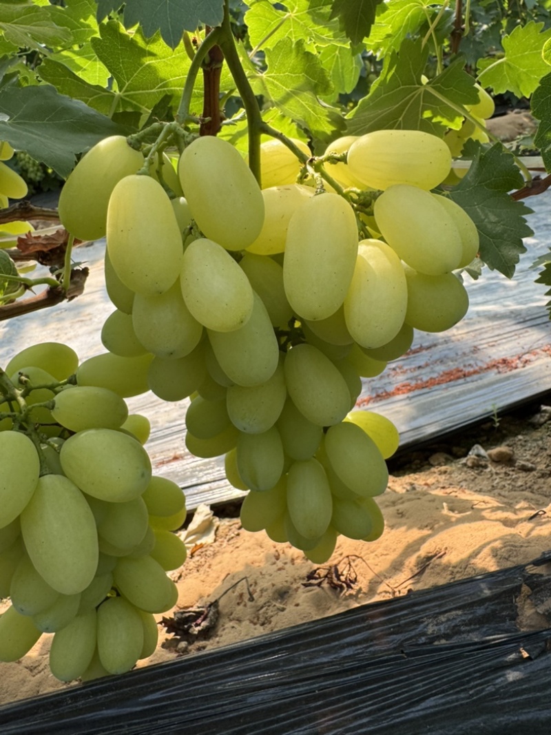 河北金蜜葡萄大棚已经上市！