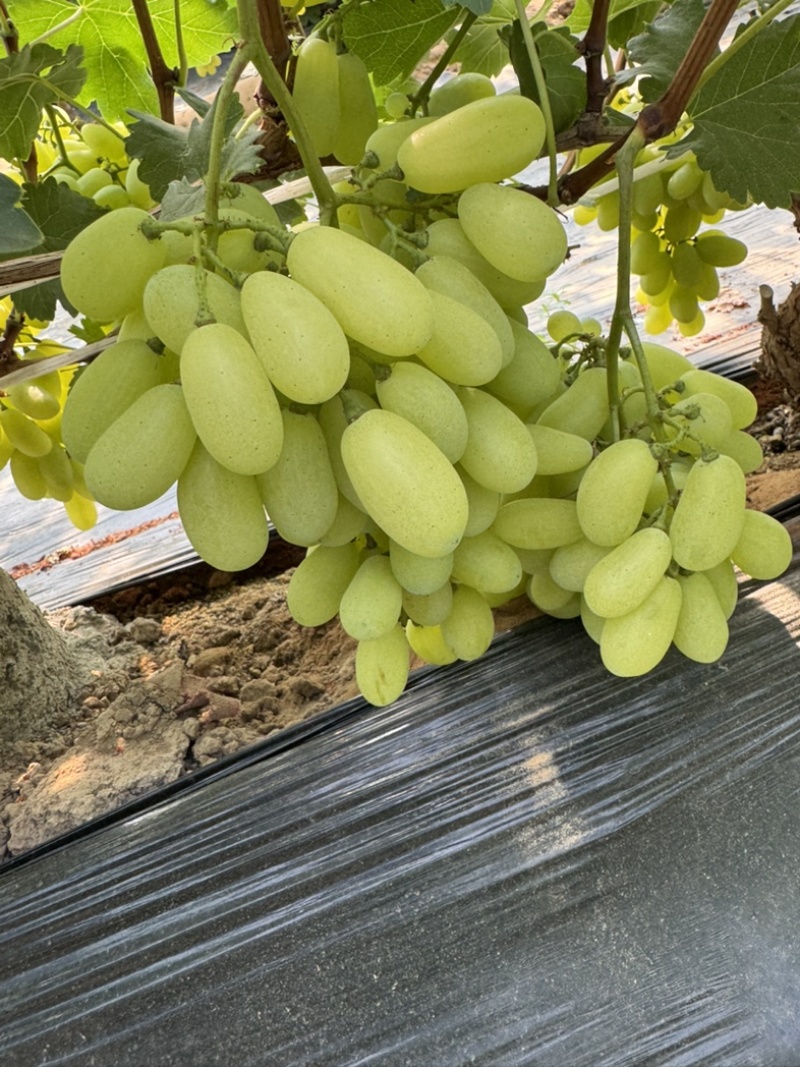 河北金蜜葡萄大棚已经上市！