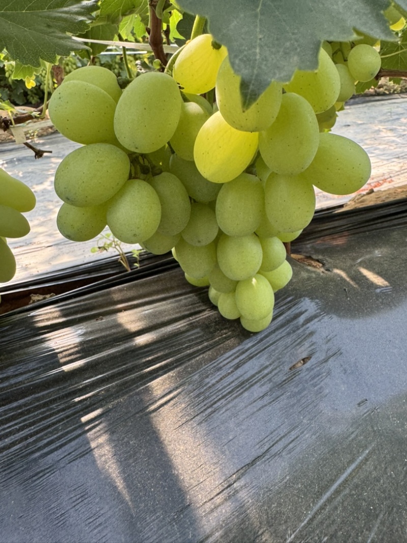 河北金蜜葡萄大棚已经上市！
