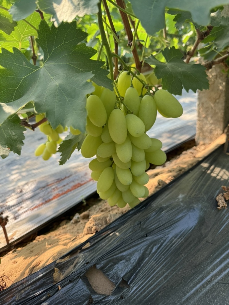 河北金蜜葡萄大棚已经上市！